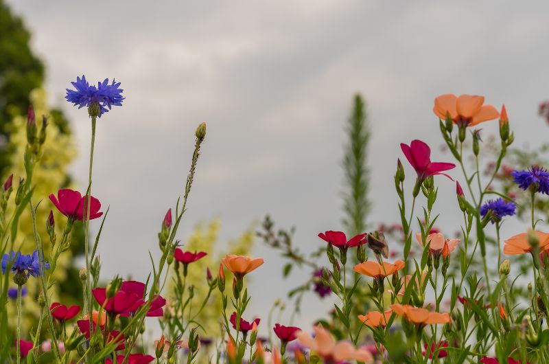 les initiatives champs de fleurs de différentes couleur